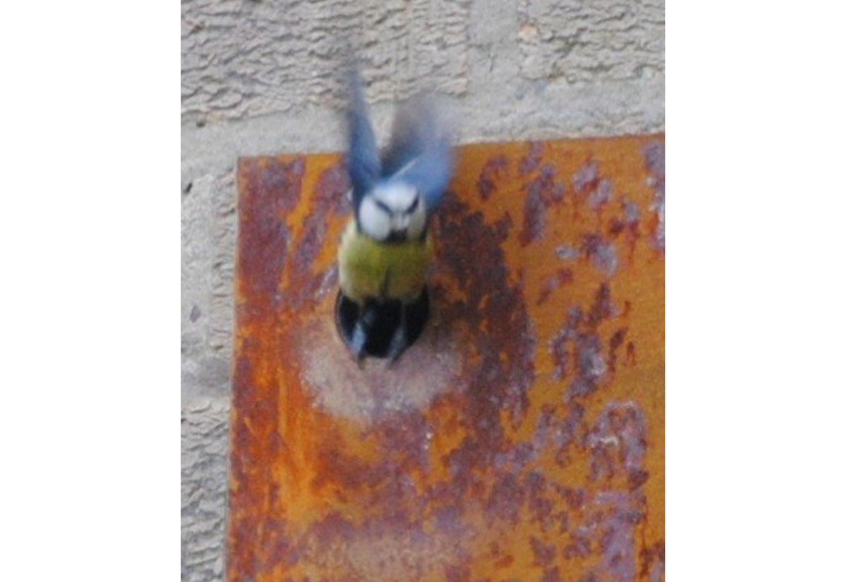 Corten Nestbox, John hollington