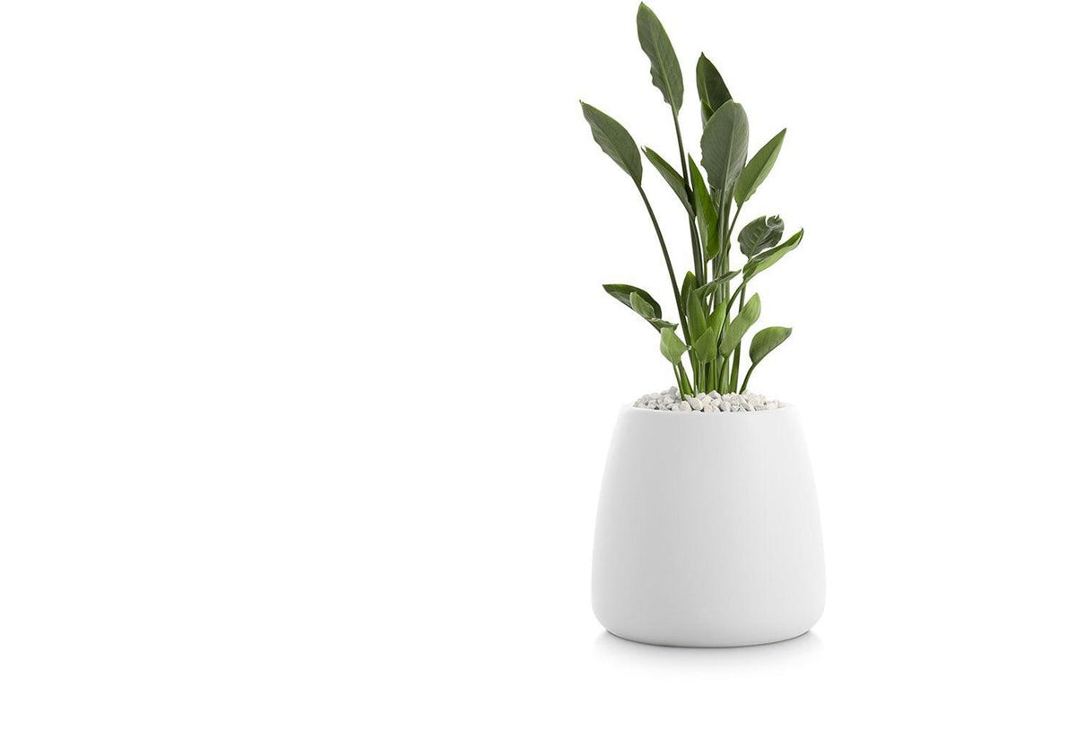 Gobi Planter, Gandia blasco