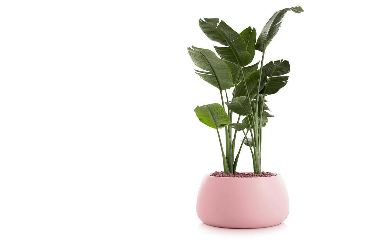 Gobi Planter, Gandia blasco