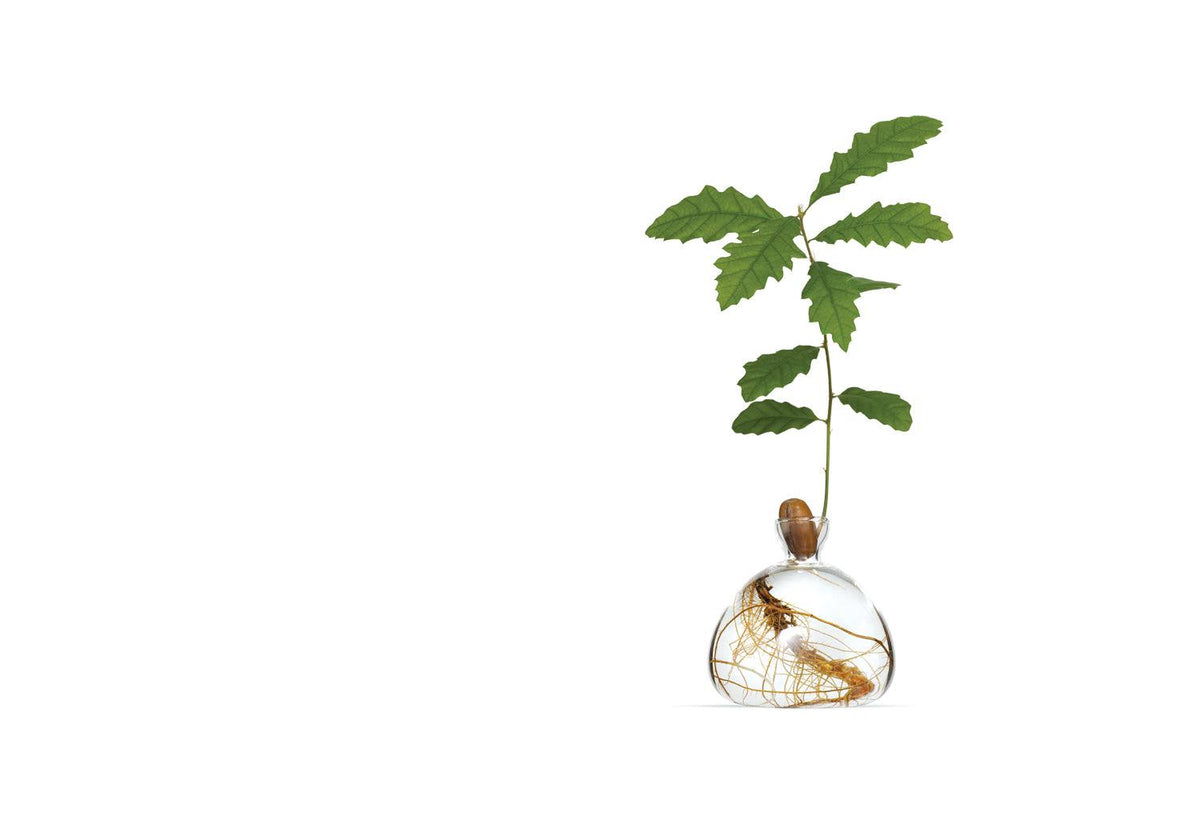 Acorn Vase, Ilex studio